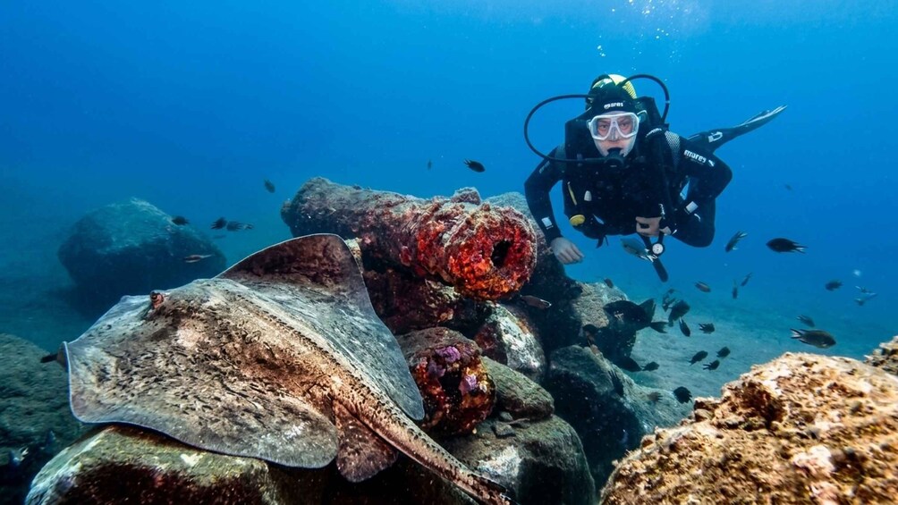 Madeira: Stingray Diving Experience in Caniçal 1