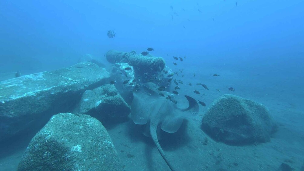 Picture 9 for Activity Madeira: Stingray Diving Experience in Caniçal 3