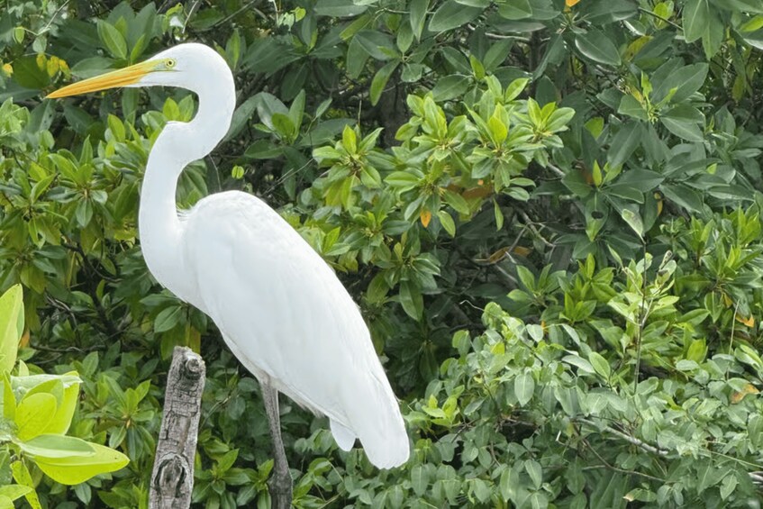 A white heron standing on a wooden post with dense green foliage in the background. 4