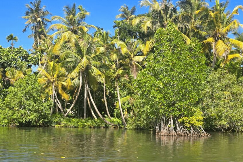 A mangrove forest with dense greenery and palm trees. 5