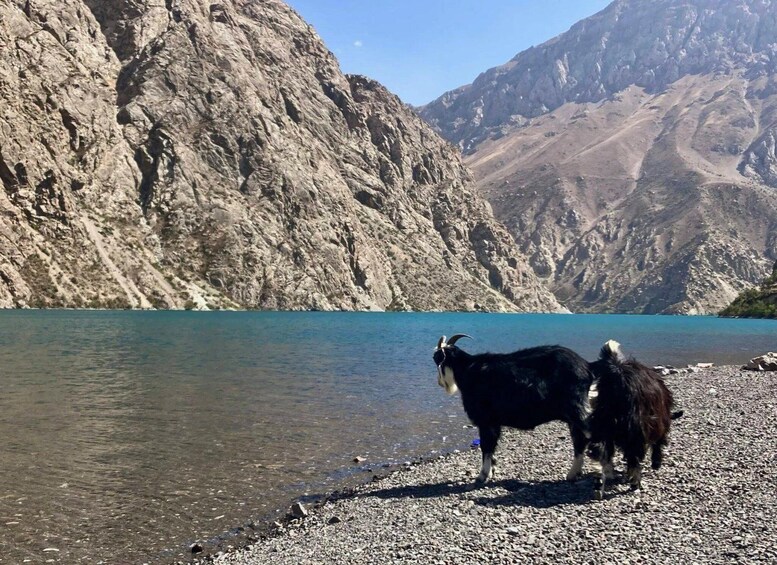 A goat standing on a rocky shore by a lake with mountains in the background. 3