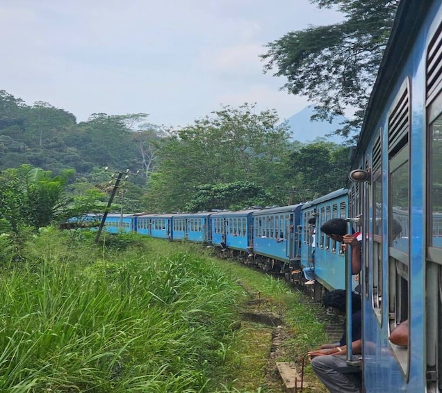 A blue train traveling through a lush, green landscape with dense foliage and trees. 5