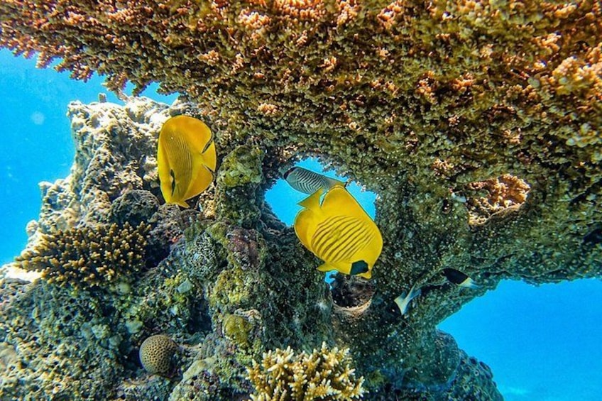 A coral reef with yellow fish and a large rock formation. 5