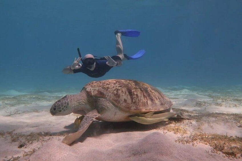 A sea turtle on a sandy ocean floor with a diver swimming above. 3