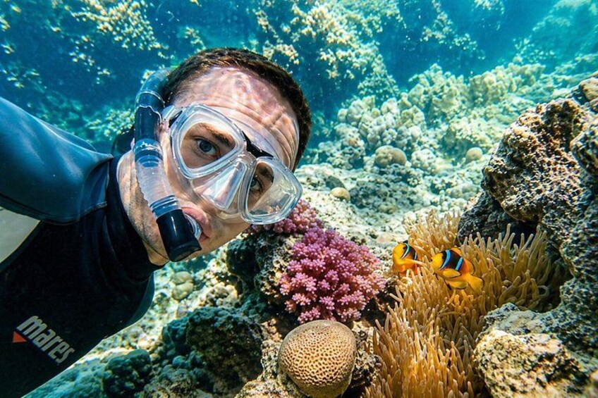 A diver with a snorkel and mask, surrounded by coral and fish. 4