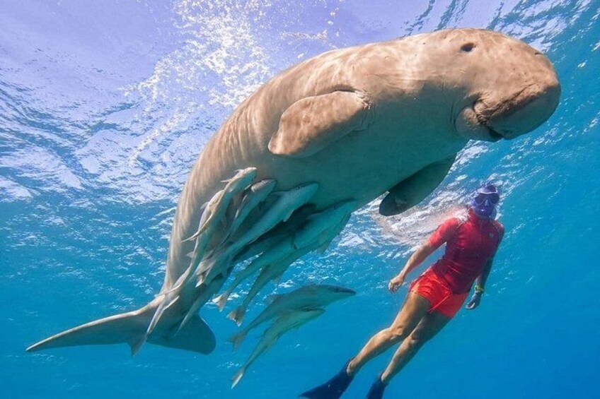 A large marine mammal swimming underwater with a person in a red swimsuit. 1