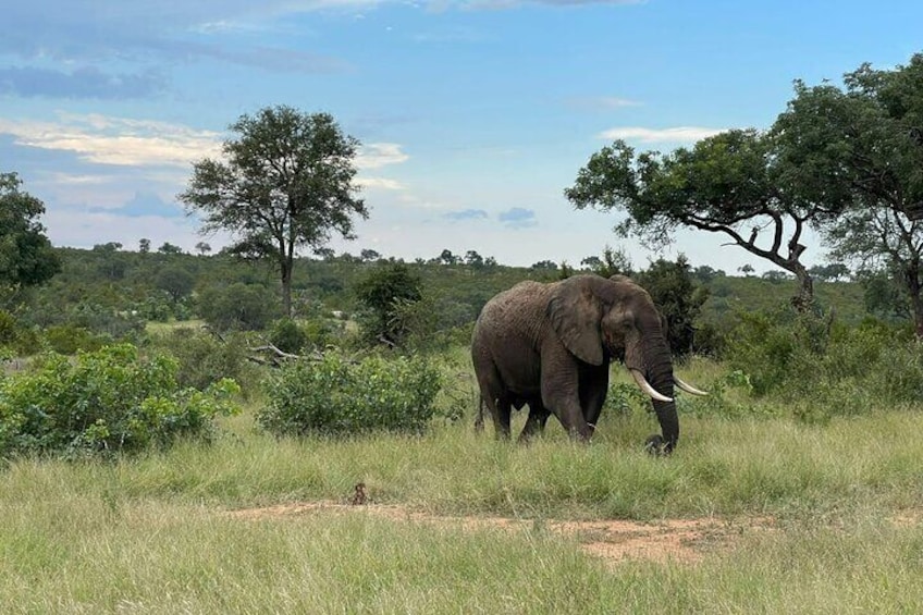 Un elefante en una sabana herbosa con árboles y cielo despejado. 3
