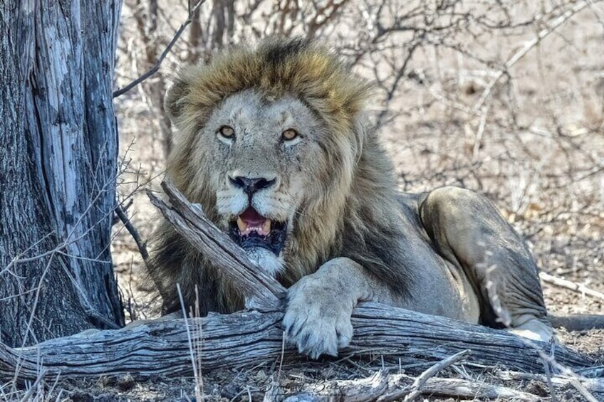 Un león descansando apoyado en un árbol en un área boscosa y seca. 5