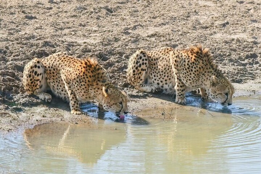 Cheetahs bebiendo agua en un estanque poco profundo en una zona arenosa y seca. 2