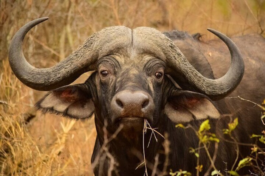Un búfalo de grandes cuernos en un campo de hierba. 1