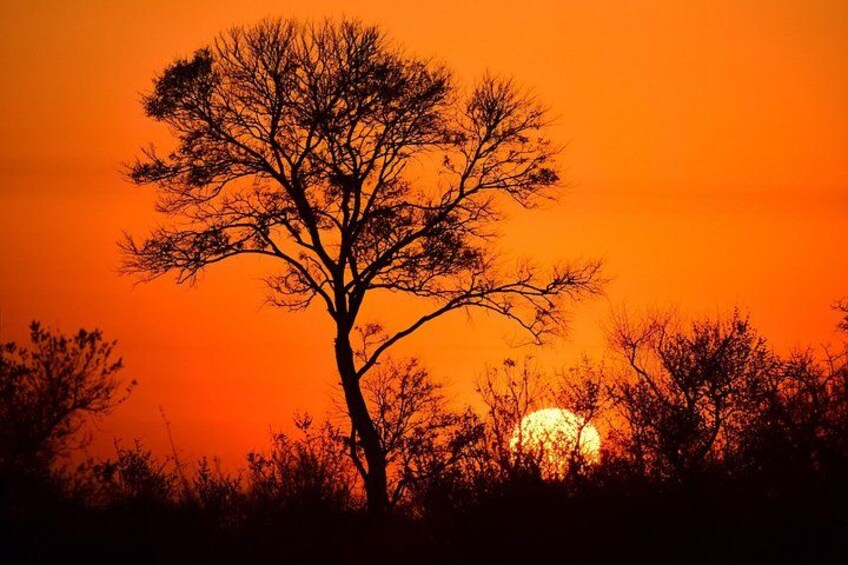 Ett träd som avtecknas mot en solnedgång med en intensivt orangefärgad himmel. 4