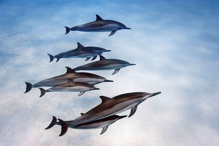 A group of dolphins swimming in the ocean. 1