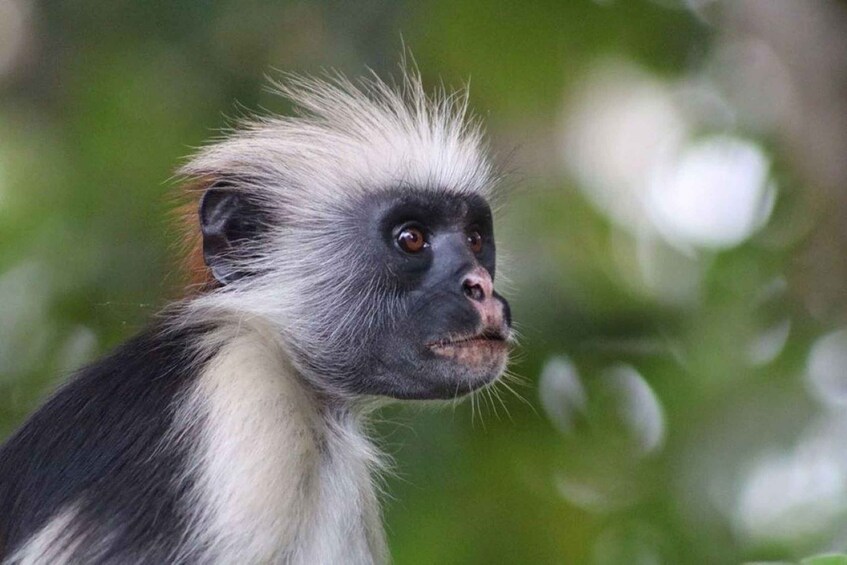 A monkey with white and black fur, set against a blurred green background. 4