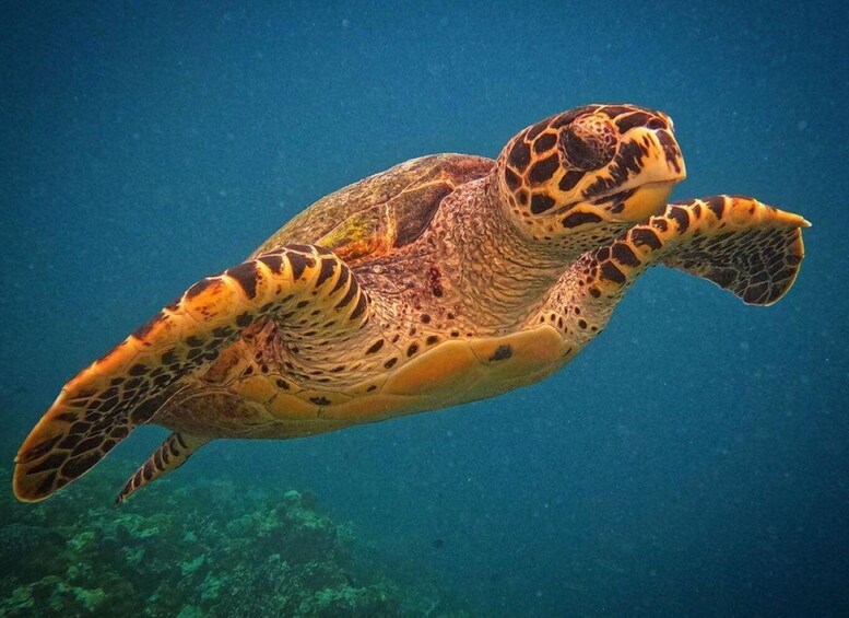 A sea turtle swimming underwater. 5