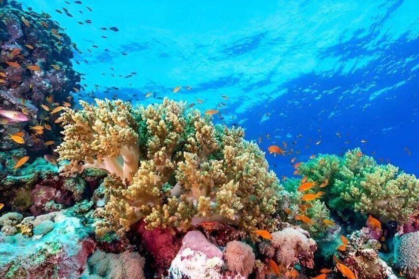 Una vivace barriera corallina con diverse specie di pesci e un oceano blu cristallino. 5