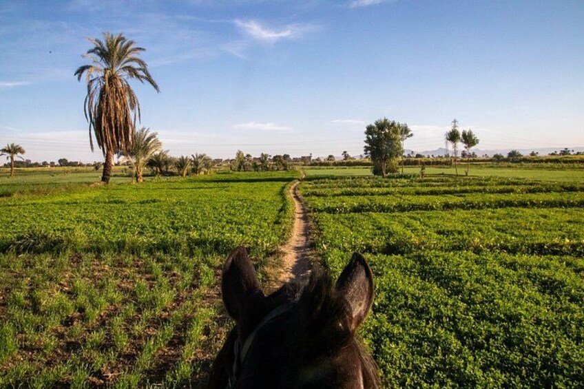 Horseback riding tour of rural Luxor east side 4