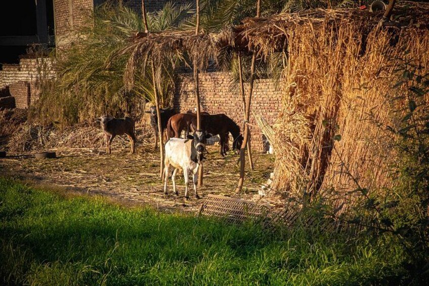 Horseback riding tour of rural Luxor east side 2