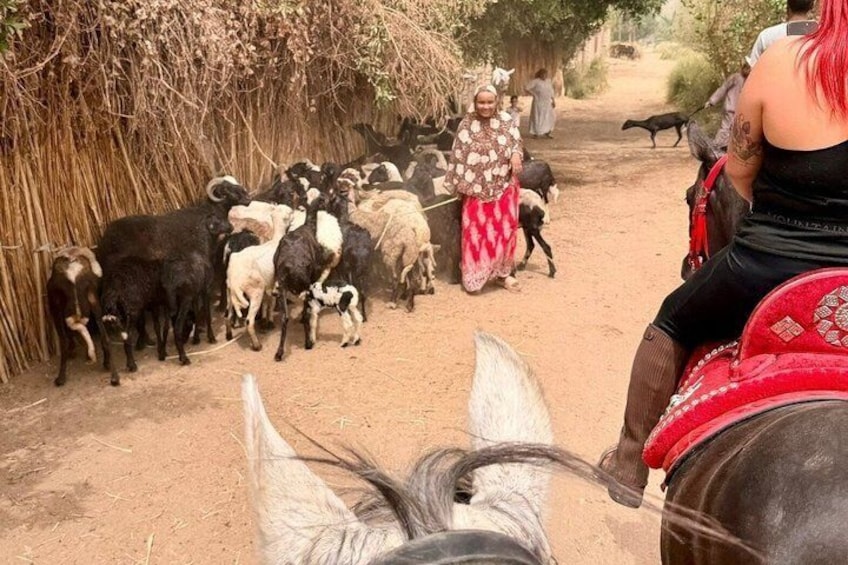 Horseback riding tour of rural Luxor east side 3