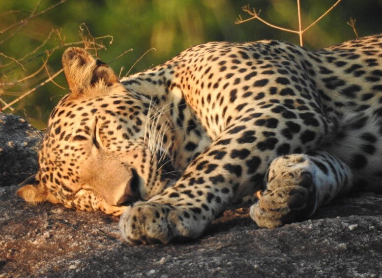 A cheetah resting on a rock with its head down. 5