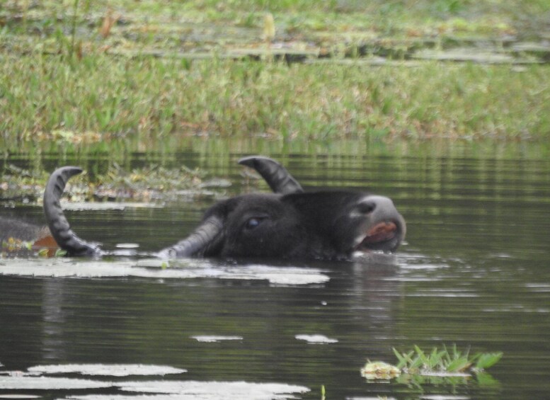 A water body with vegetation and a partially submerged animal. 2