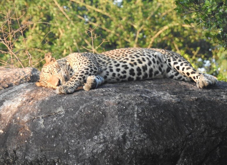 A leopard resting on a rock with a backdrop of green foliage. 4