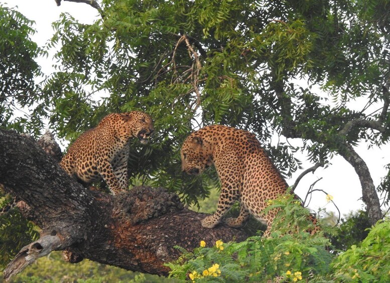 Two leopards resting on a tree branch in a forest. 1