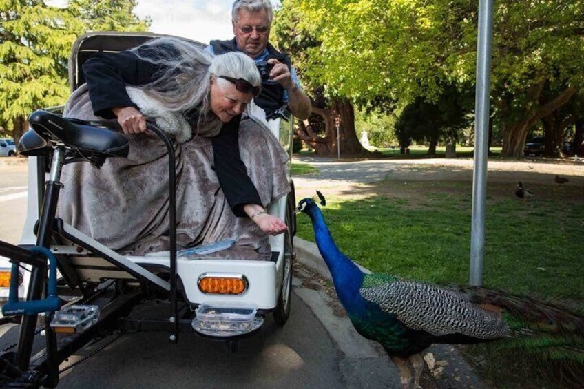 Scenic Victoria Pedicab Tour - 2 hrs 4-8 People 4