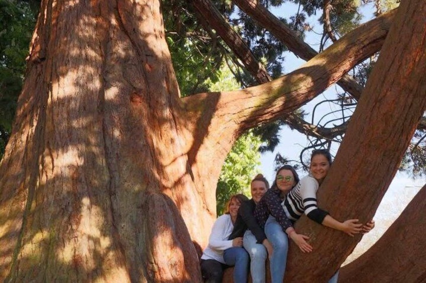 Scenic Victoria Pedicab Tour - 2 hrs 4-8 People 3