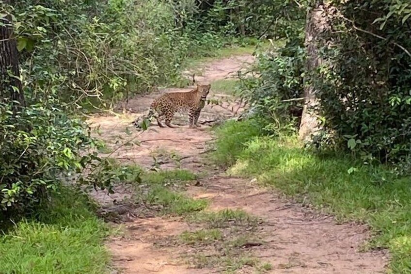 Yala and Udawalawe Safari Tours in Sri Lanka 4