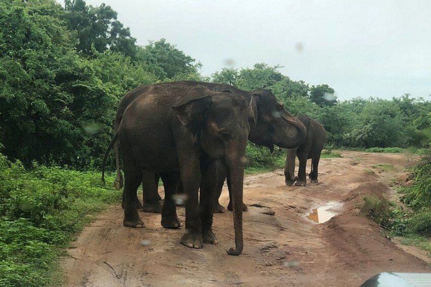 Yala and Udawalawe Safari Tours in Sri Lanka 1