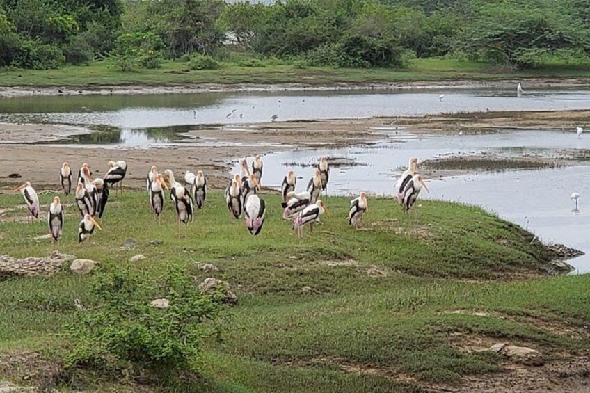 Yala and Udawalawe Safari Tours in Sri Lanka 3