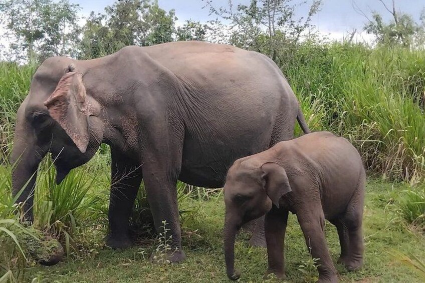 Yala and Udawalawe Safari Tours in Sri Lanka 5