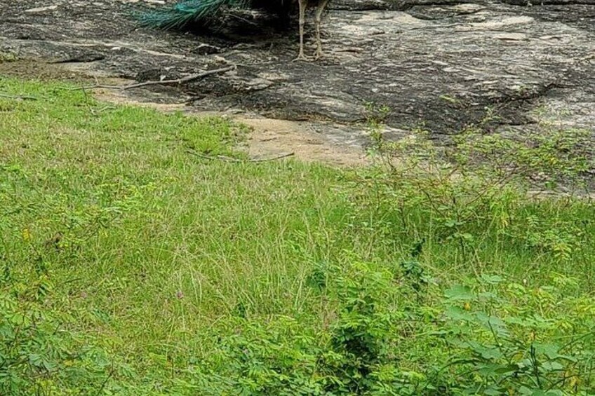 Yala and Udawalawe Safari Tours in Sri Lanka 2