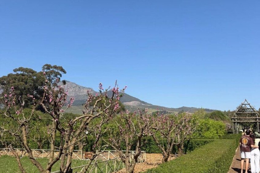 Full Day Wine Tour in Cape Winelands with Tastings 4