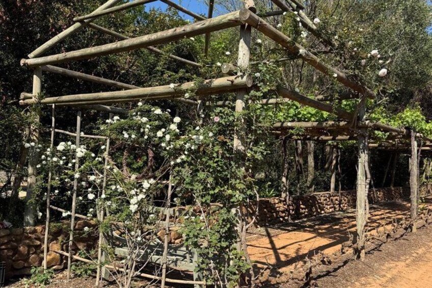 Full Day Wine Tour in Cape Winelands with Tastings 2