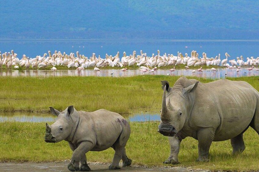 Two rhinos in a grassy area with a flock of flamingos in the background. 3