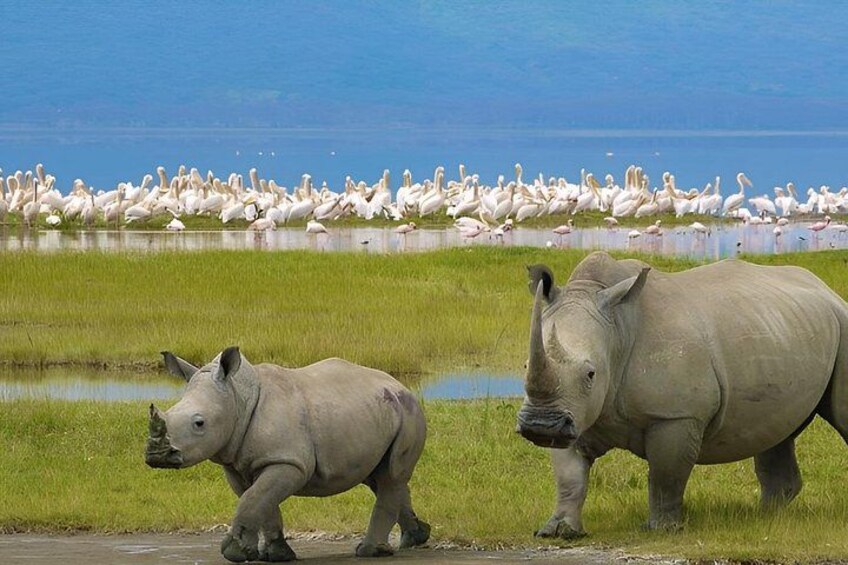 Two rhinoceroses in a grassy area with a large flock of birds in the background. 5
