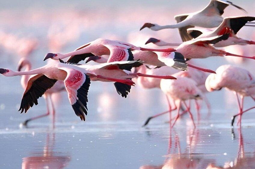 Flamingos in flight over a reflective water surface. 2