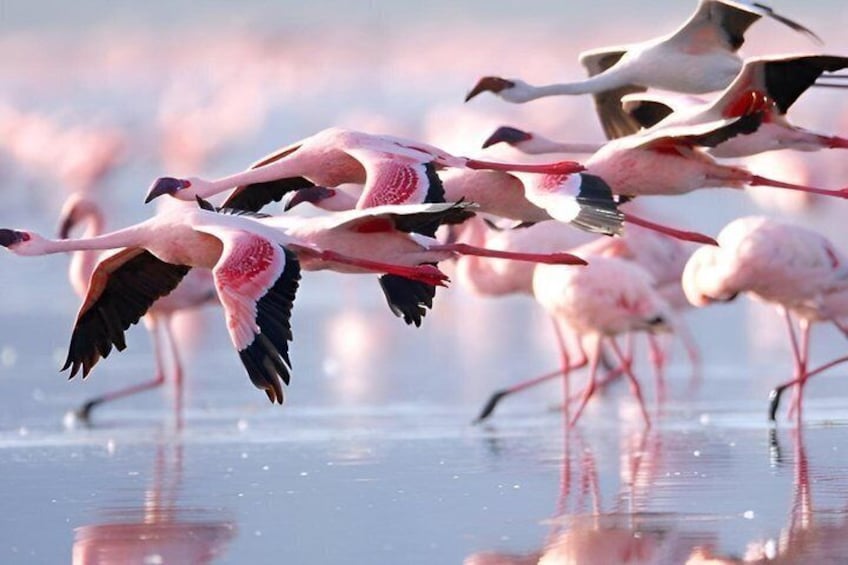 Flamingos in flight over a reflective water surface. 2