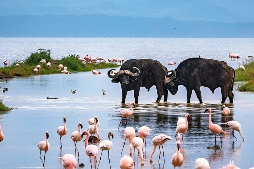 Two bulls standing in a shallow body of water with flamingos and birds in the foreground. 4