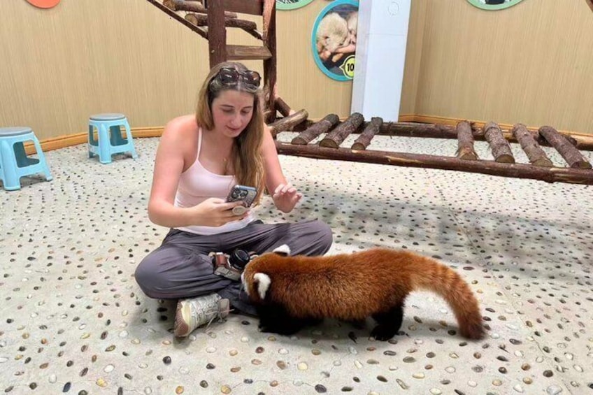 Red Panda Volunteer Experience 5