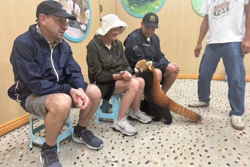 Red Panda Volunteer Experience 3