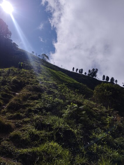A grassy hillside with trees and a clear sky. 5