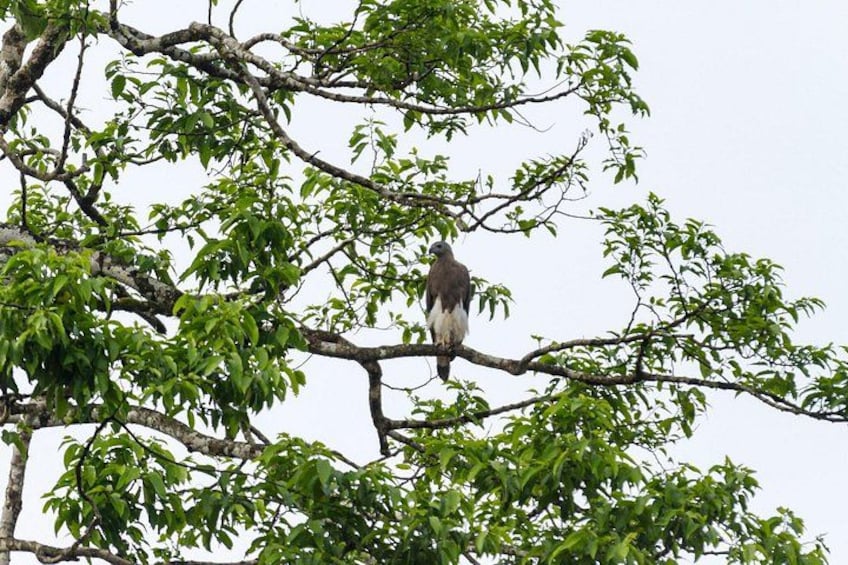 Un oiseau était perché sur une branche d’arbre dont le feuillage était dense. 3