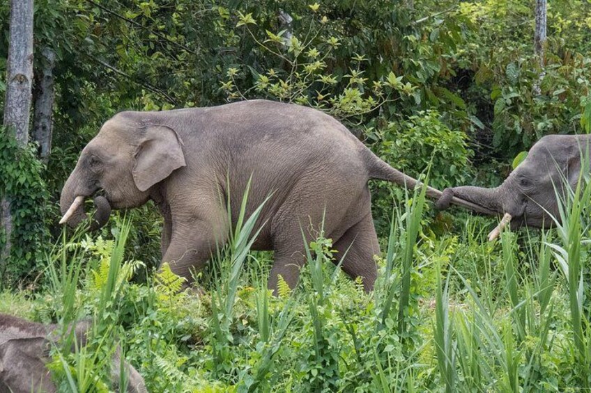 Un elefante caminando por una zona con hierba, con follaje denso al fondo. 2