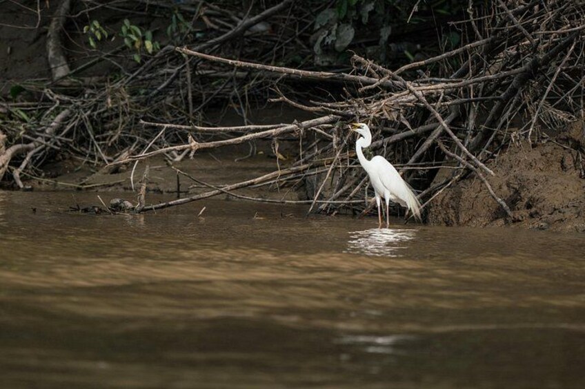 Un oiseau blanc se tient dans une eau peu profonde, près d’un enchevêtrement de racines. 2