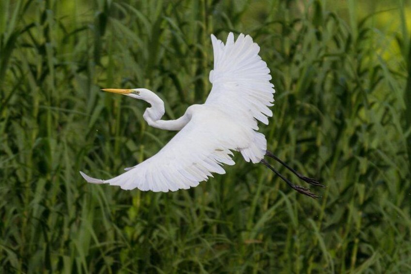 Un oiseau blanc en plein vol, les ailes déployées au-dessus d’un feuillage vert et dense. 4