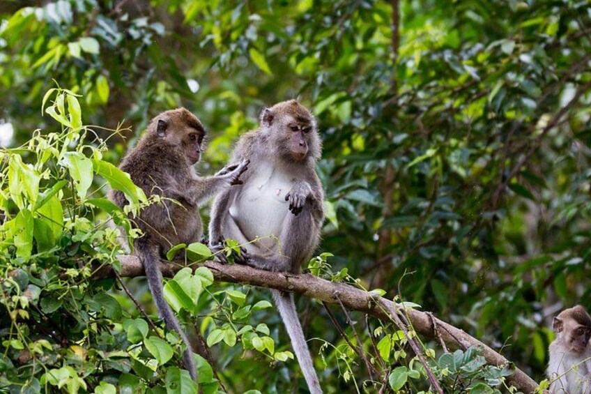 Deux singes perchés sur une branche d’arbre, entourés d’un feuillage vert et dense. 5