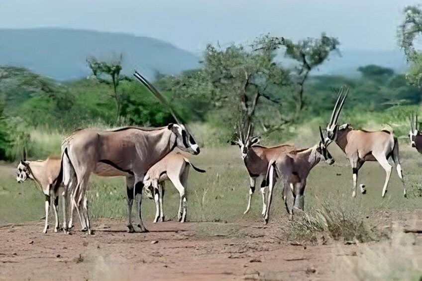 A group of antelopes in a grassy savanna with sparse trees and distant hills. 2
