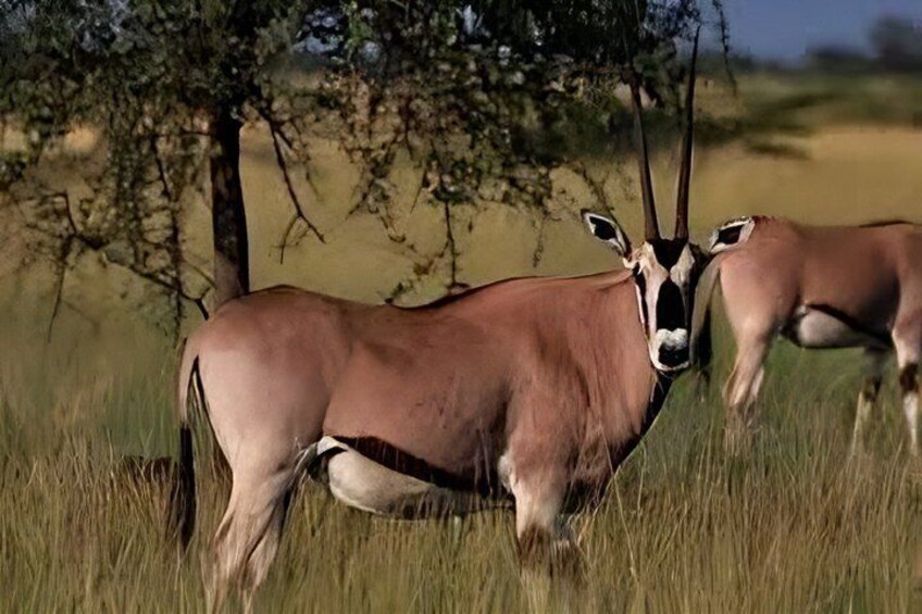 Two antelopes in a grassy field with trees in the background. 1